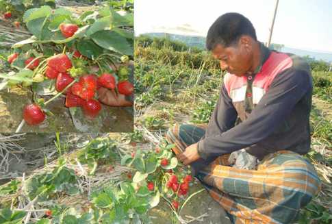 বগুড়ায় স্ট্রবেরি চাষে সুদিন ফিরেছে রাজধনচন্দ্রের